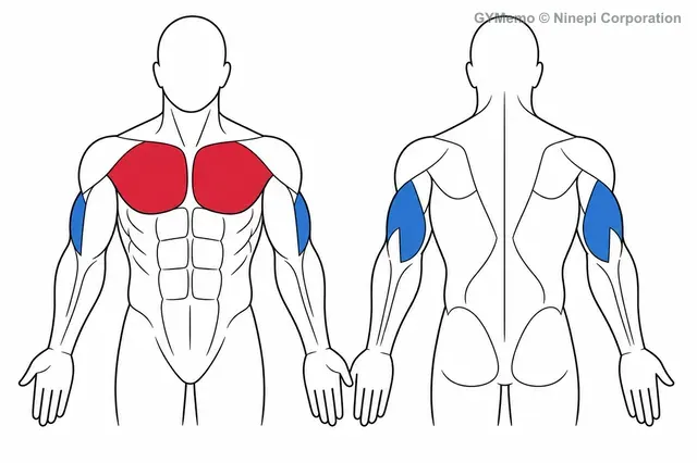 シーテッド・ディップで主に鍛える筋肉の図