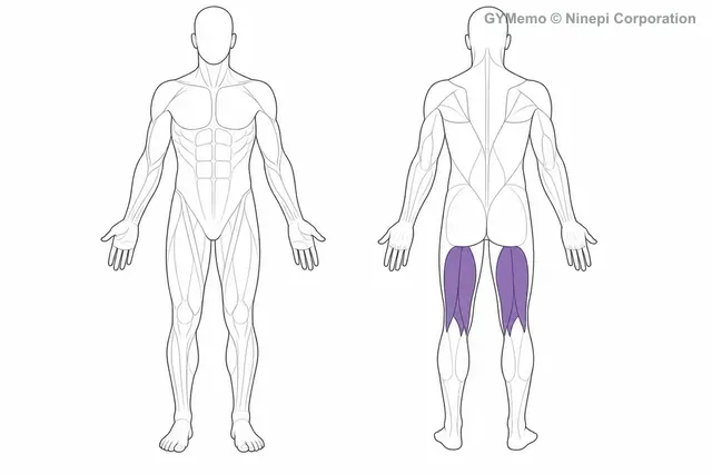 ハムストリングのストレッチで主に鍛える筋肉の図