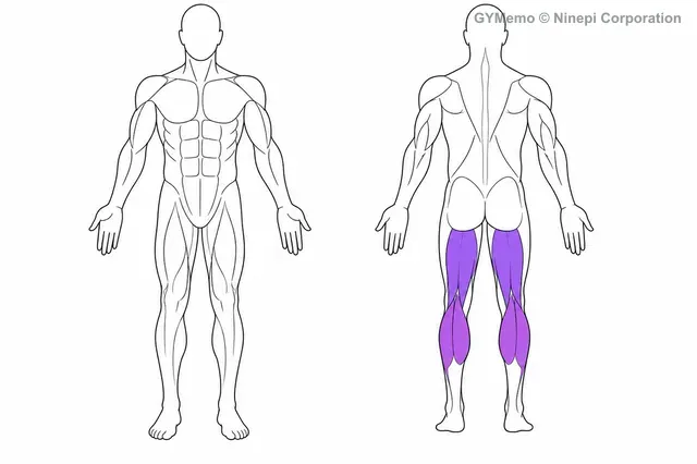 シーテッドレッグカールで主に鍛える筋肉の図