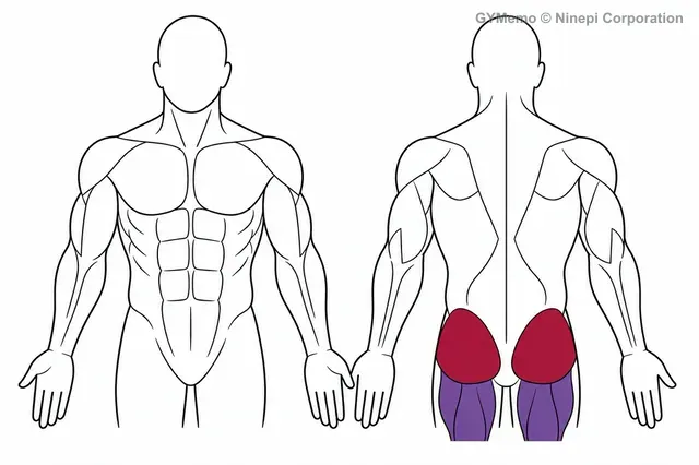 シングルレッグ・ヒップスラストで主に鍛える筋肉の図