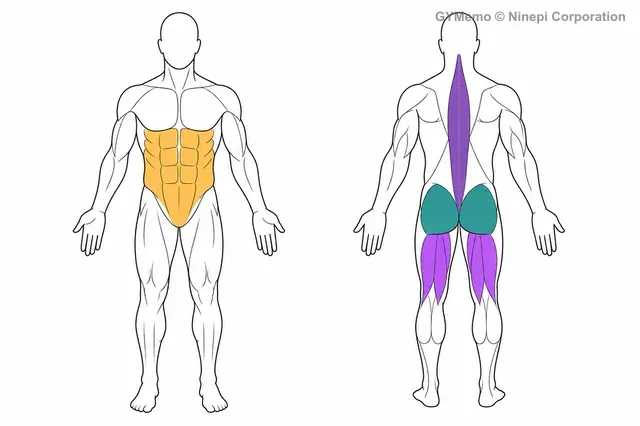 シングルレッグ・ルーマニアンデッドリフトで主に鍛える筋肉の図