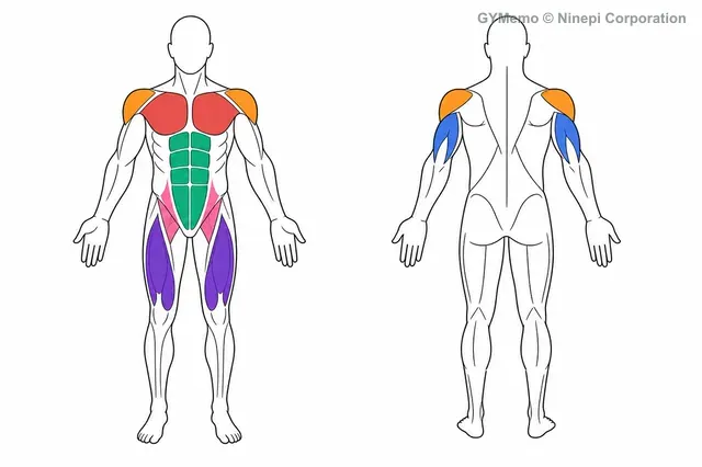 シットアップで主に鍛える筋肉の図
