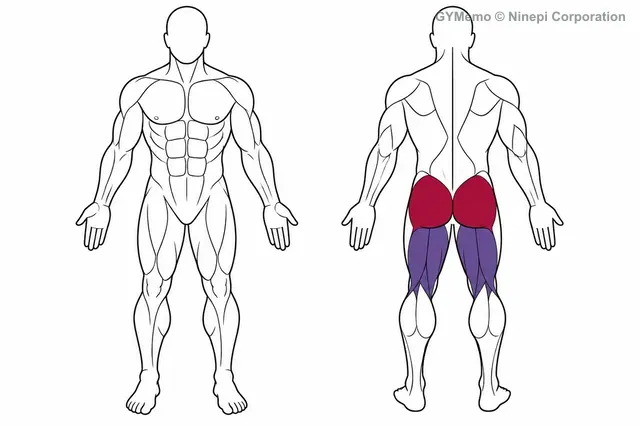 スミスマシン・ヒップスラストで主に鍛える筋肉の図