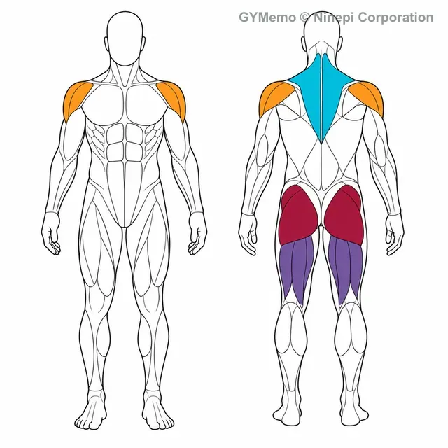 スナッチハイプルで主に鍛える筋肉の図