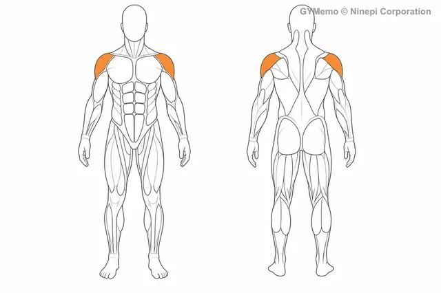 スナッチで主に鍛える筋肉の図