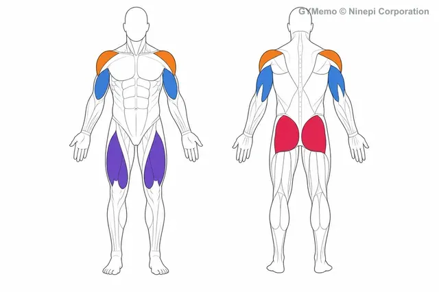 スプリットジャークで主に鍛える筋肉の図