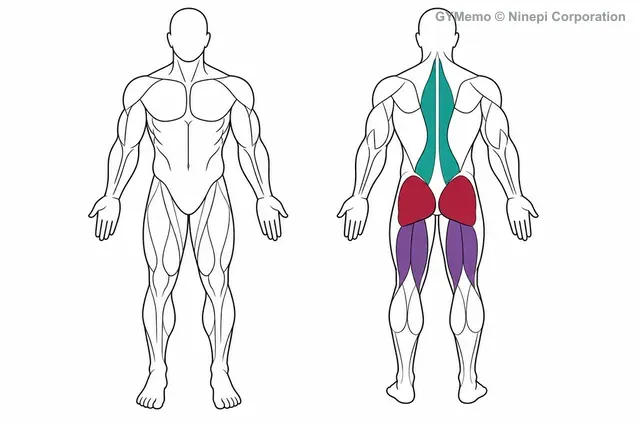 スティッフレッグド・デッドリフトで主に鍛える筋肉の図