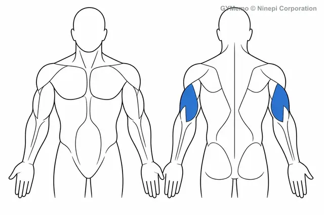 トライセプスエクステンションマシンで主に鍛える筋肉の図